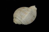 藏品(寬溝鶉螺)的圖片